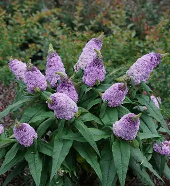Pugster® Dwarf Butterfly Bush — photo 1
