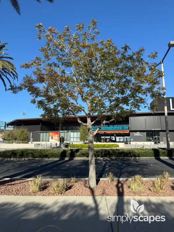 Chinese Pistache Tree — photo 1