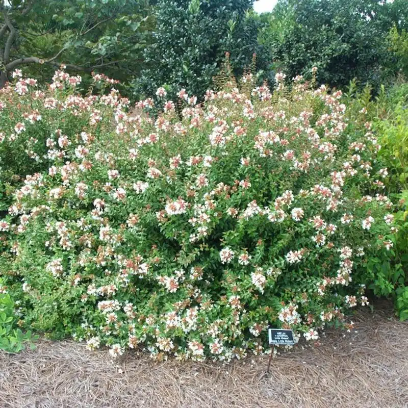 Abelia — photo 1