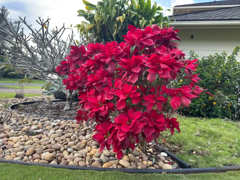 Poinsettia — photo 1