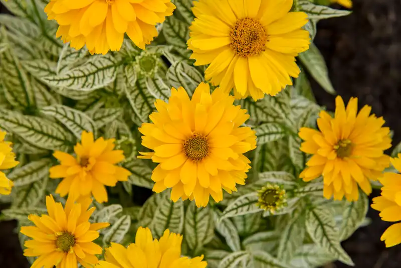 Bit of Honey False Sunflower — photo 1
