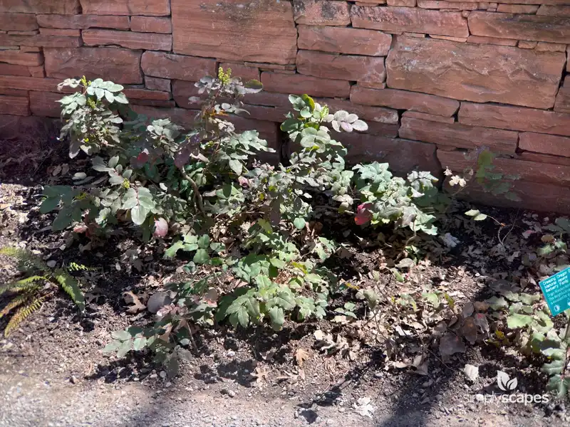 Creeping Barberry — photo 1