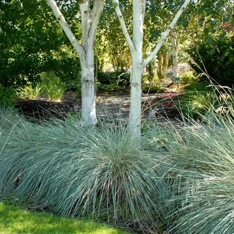 Blue Oat Grass — photo 1
