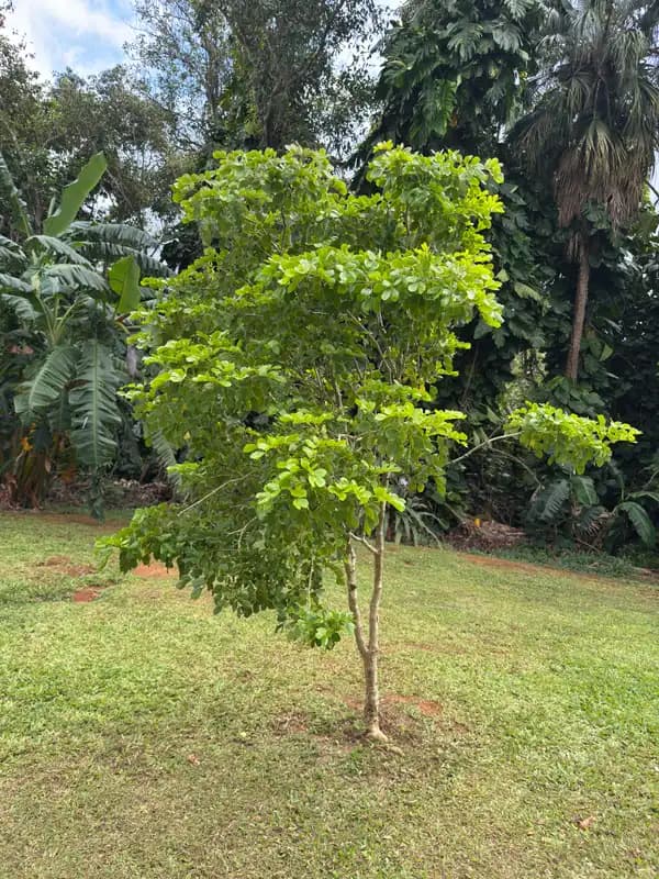 Lignum Vitae — photo 1