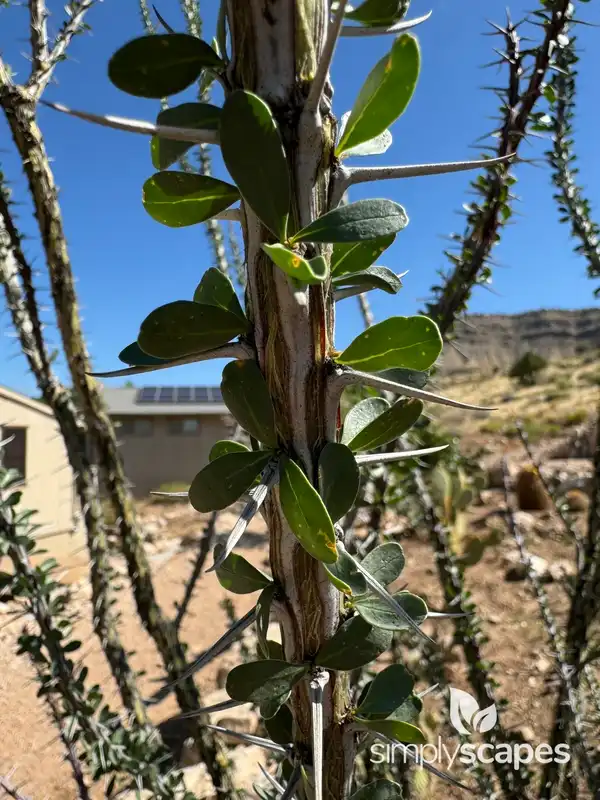 Ocotillo — photo 1