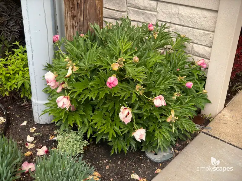 Chinese Peony — photo 1