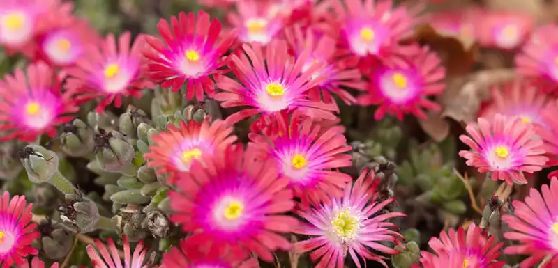 Ice Plant — photo 1