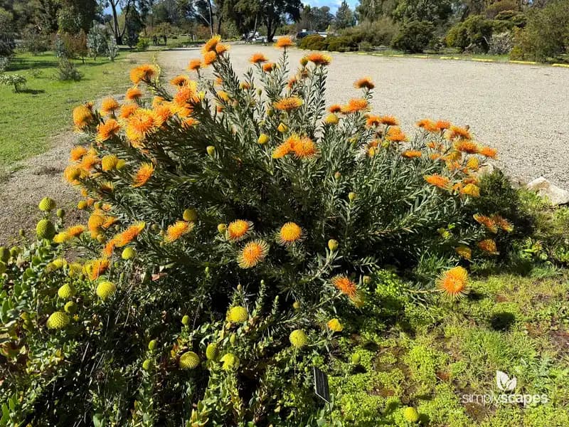 Nodding Pincushion — photo 1