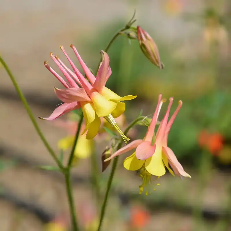 Oil Shale Columbine — photo 1