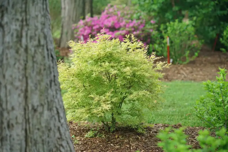 Metamorphosa Japanese Maple — photo 1