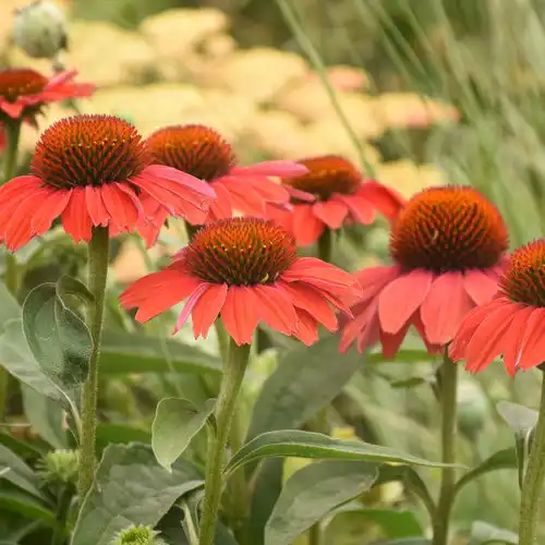 Color Coded® Frankly Scarlet Coneflower — photo 1