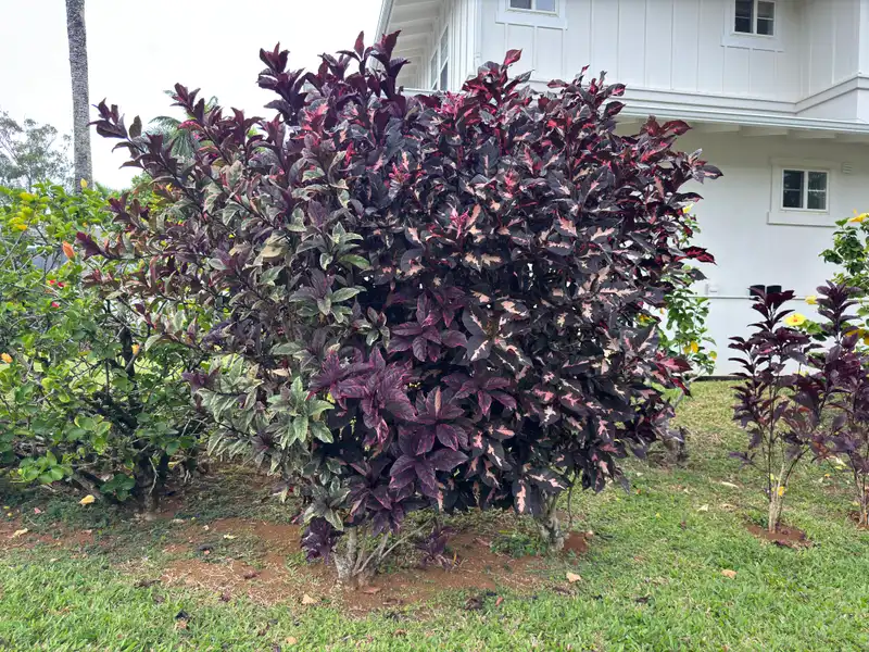 Caricature Plant — photo 1
