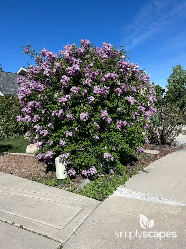 Lilac (Syringa) — photo 1