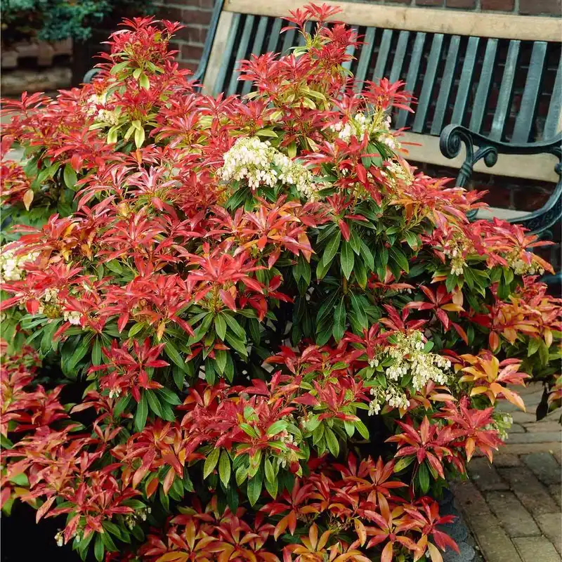 Mountain Fire Pieris — photo 1