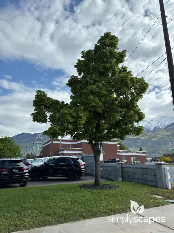American Linden — photo 1