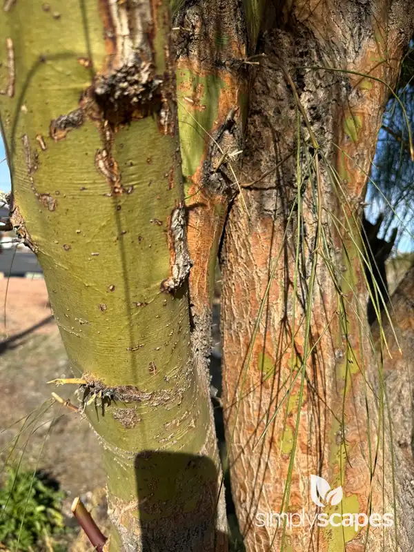 Jerusalem Thorn — photo 1