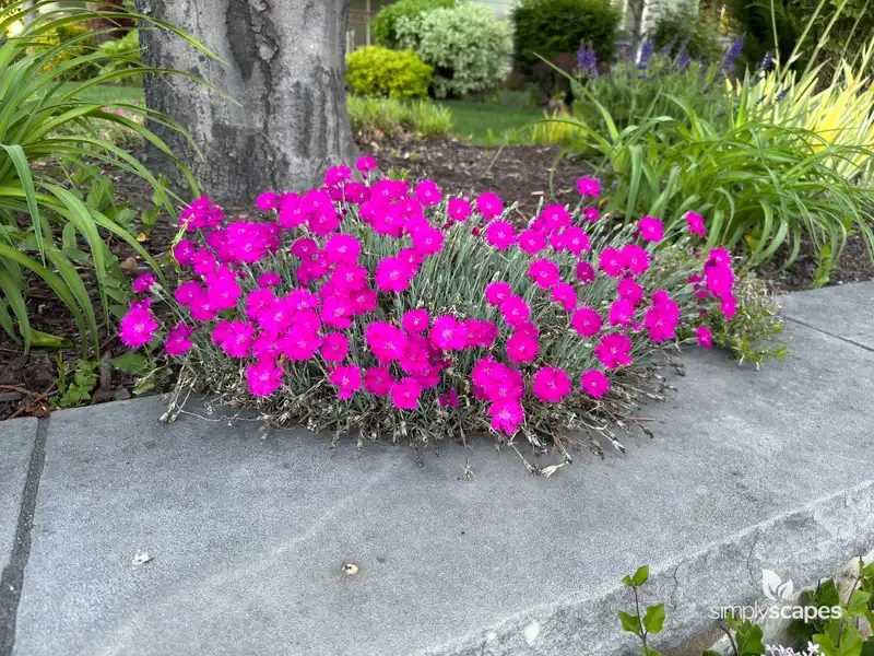 Cheddar Pink — photo 1
