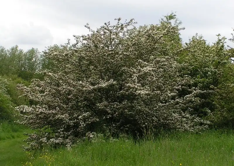 Common Hawthorn — photo 1