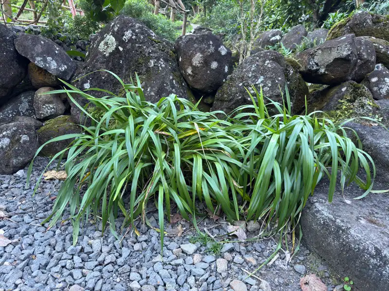 ʻUkiʻuki — photo 1