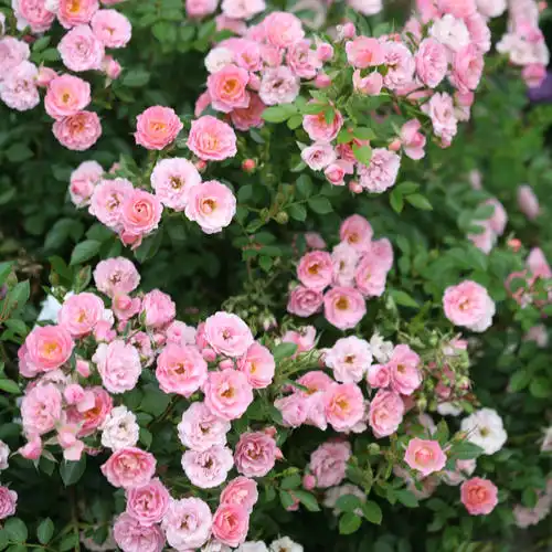 Oso Easy® Petit Pink Rose — photo 1