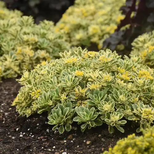 Rock 'N Low® Boogie Woogie Stonecrop — photo 1