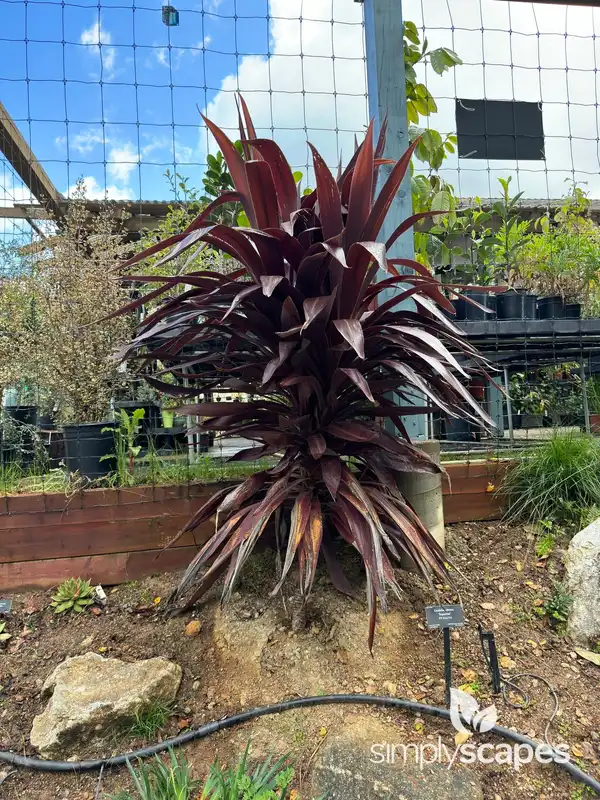 New Zealand cabbage tree — photo 1