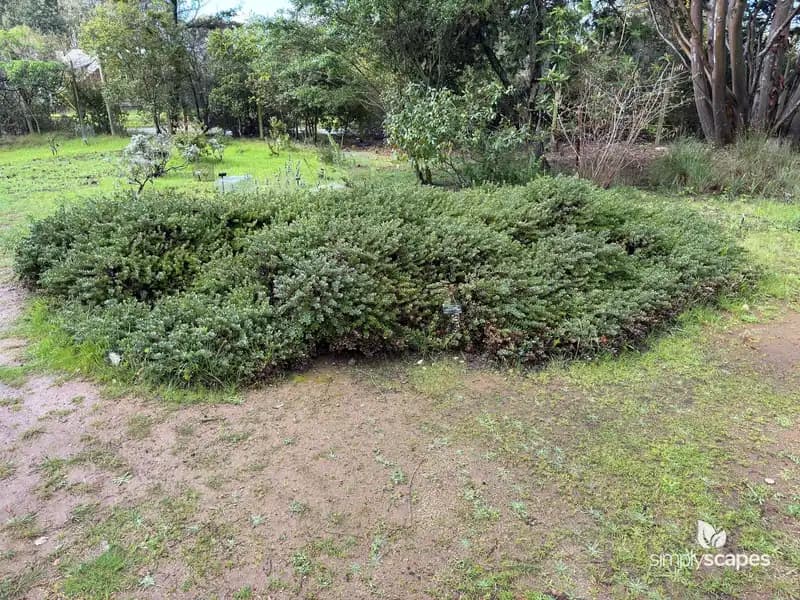 Manzanita Bush — photo 1