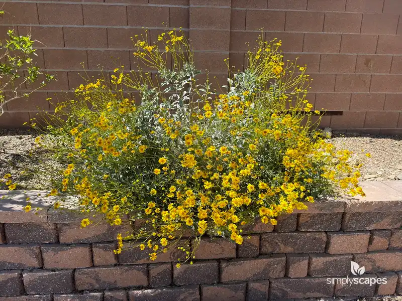 Brittlebush — photo 1