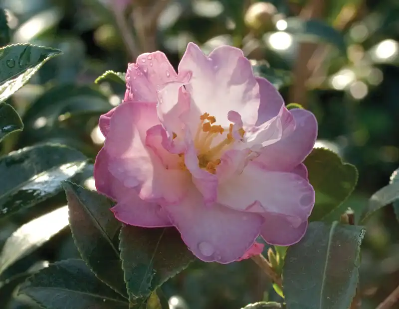 Camellia October Magic® White Shi Shi™ — photo 1