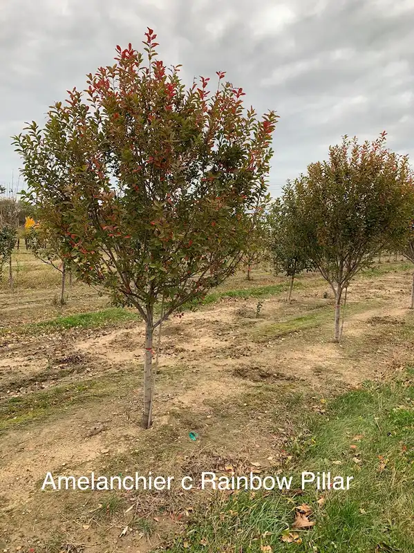 Rainbow Pillar Serviceberry Tree — photo 1