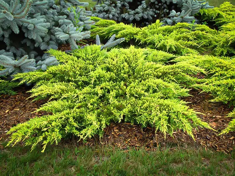 Daubs Frosted Chinese Juniper — photo 1