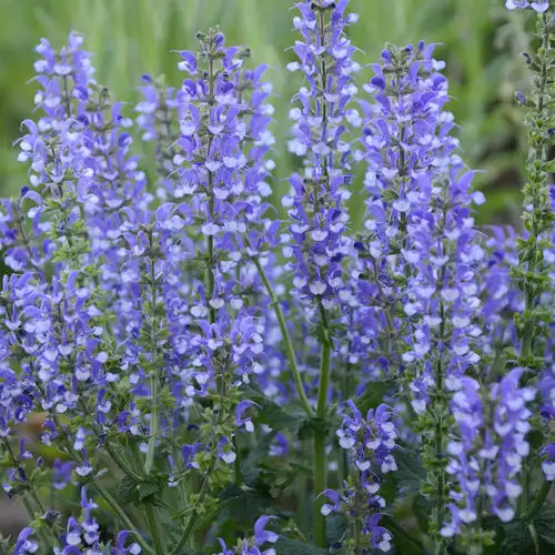 Color Spires® Azure Snow'Salvia — photo 1