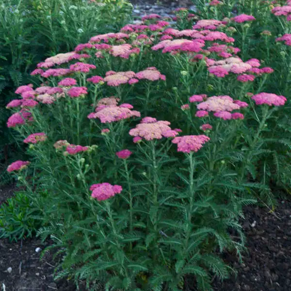 Yarrow — photo 1