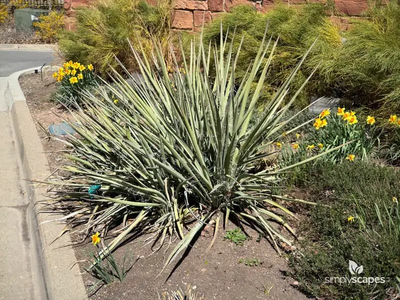 Banana Yucca — photo 1