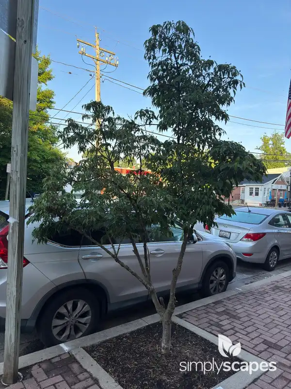 White Kousa Dogwood — photo 1