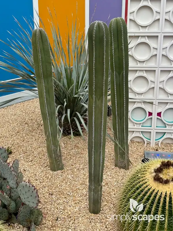 Mexican Fence Post Cactus — photo 1