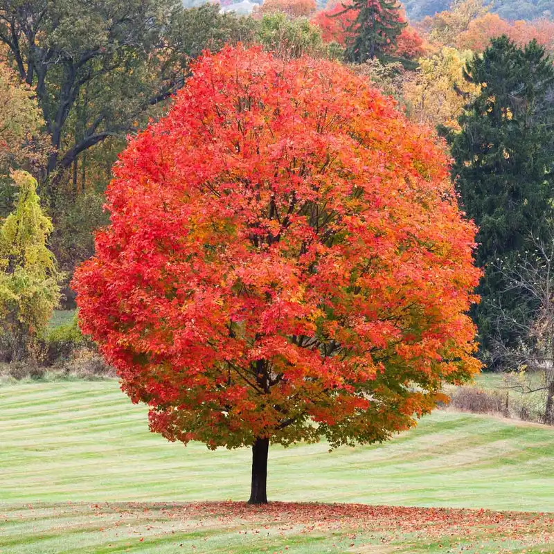 Sugar Maple Tree — photo 1