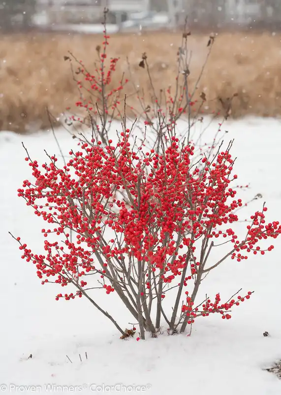 Berry Poppins® Winterberry — photo 1