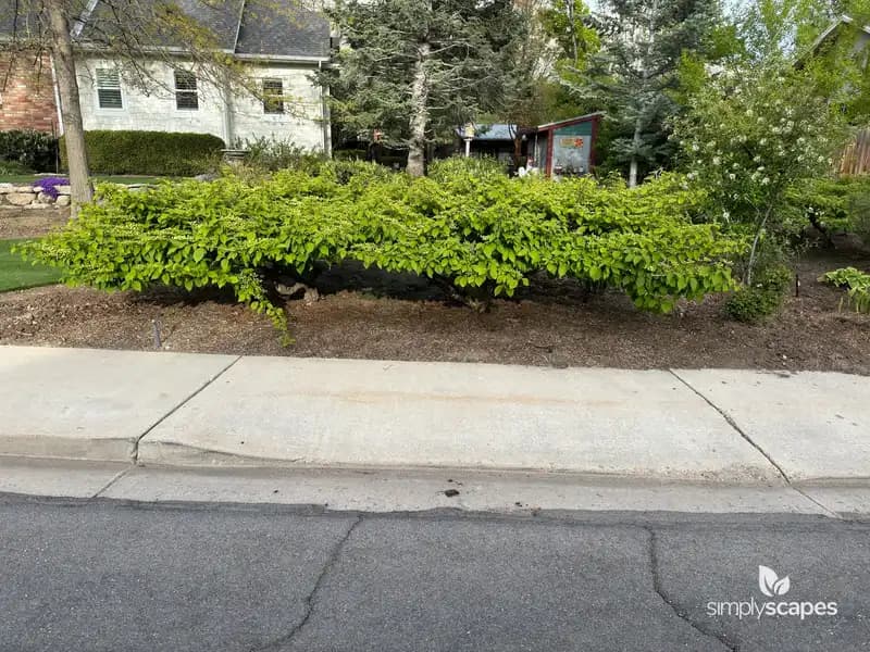 Japanese Snowball Bush — photo 1