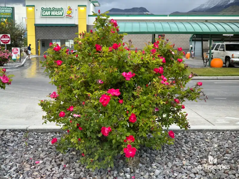 China Rose — photo 1