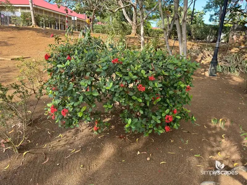 Flame of the Woods — photo 1