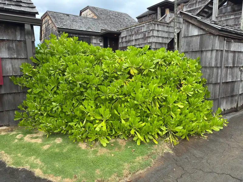 Naupaka Kahakai — photo 1