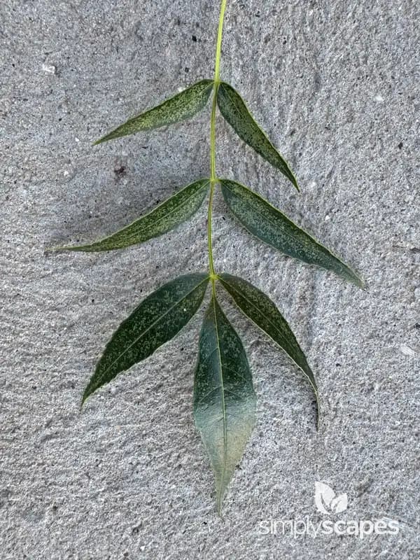 Ash Tree (Fraxinus) — photo 1