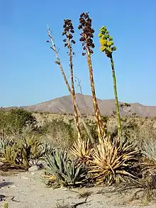 Desert Agave Plant — photo 1