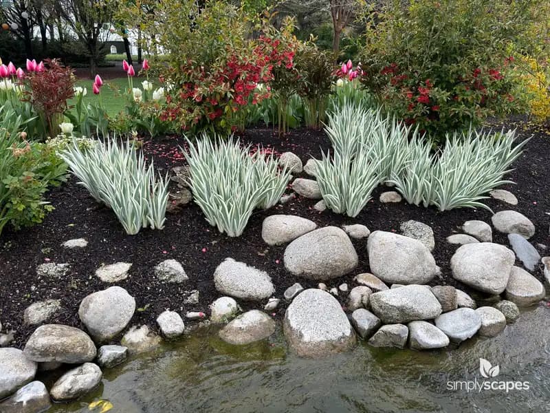 Albo Variegata Sweet Iris — photo 1