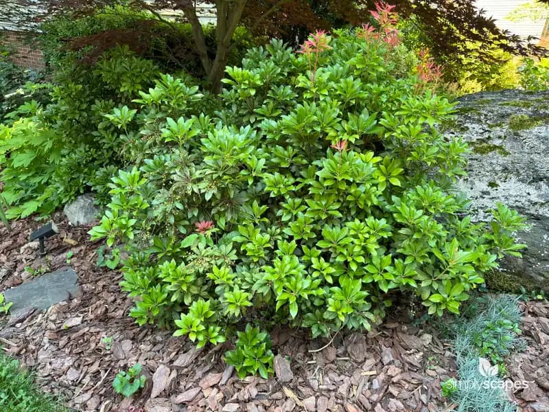 Japanese andromeda (Pieris) — photo 1