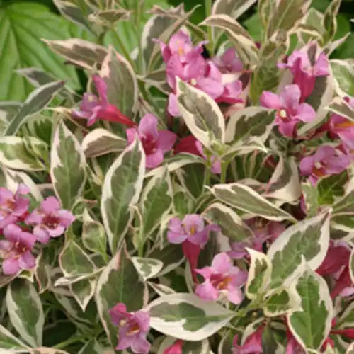 My Monet® Weigela — photo 1