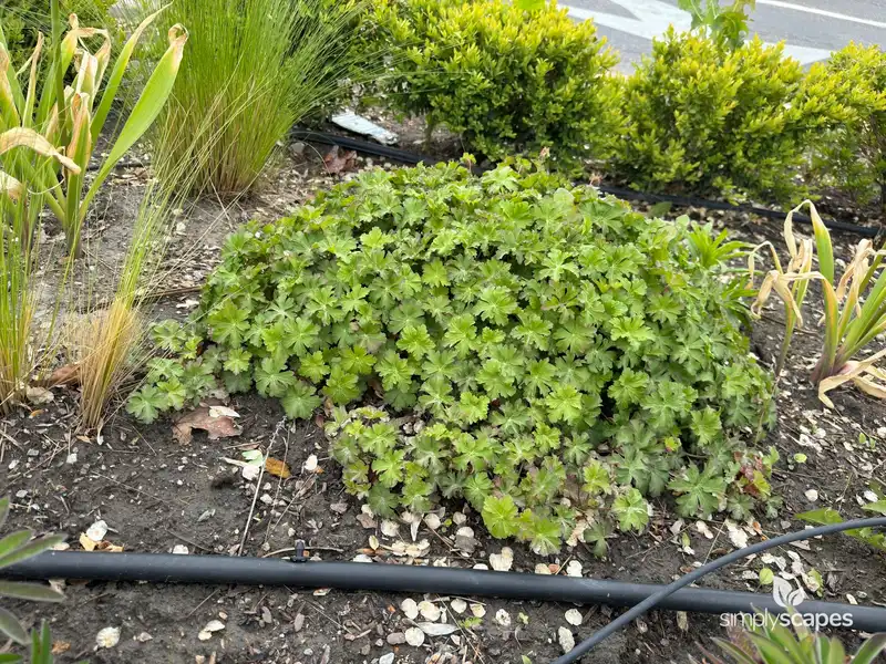 Geraniums — photo 1