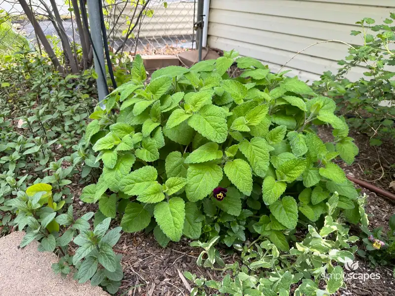 Lemon Balm — photo 1