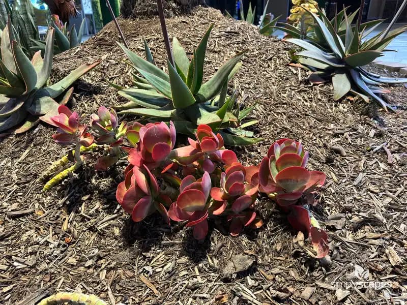 Paddle Plant — photo 1